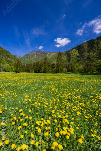 Spring flower in Triglavski national park, Slovenia