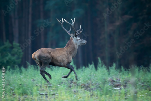 Fototapeta Naklejka Na Ścianę i Meble -  Red deer Cervus elaphus