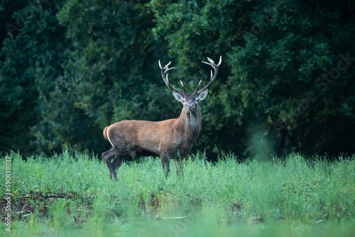 Fototapeta Naklejka Na Ścianę i Meble -  Red deer Cervus elaphus