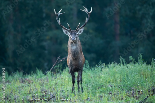 Fototapeta Naklejka Na Ścianę i Meble -  Red deer Cervus elaphus