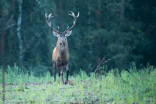 Fototapeta Naklejka Na Ścianę i Meble -  Red deer Cervus elaphus