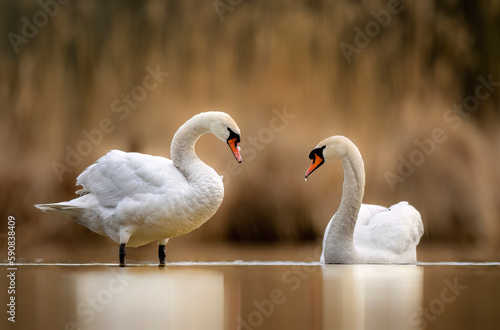 Fototapeta Naklejka Na Ścianę i Meble -  Mute swan in morning light ( Cygnus olor )