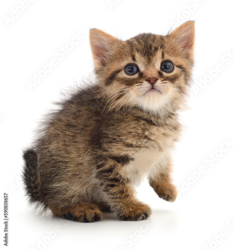 Kitten on white background.