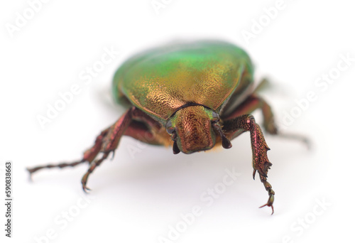 Green beetle isolated. © Anatolii
