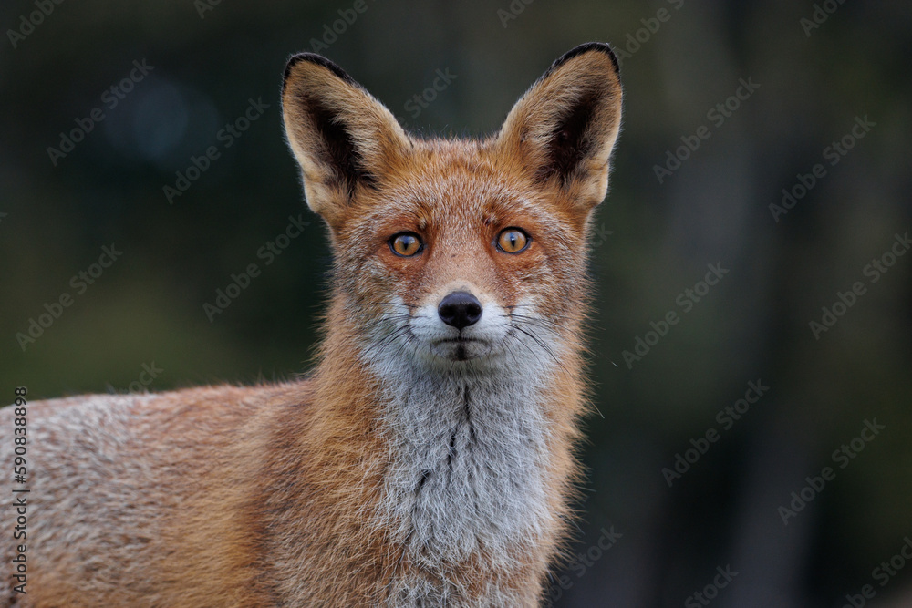 Fototapeta premium Portrait of a red fox, vulpes vulpes watching in the camera