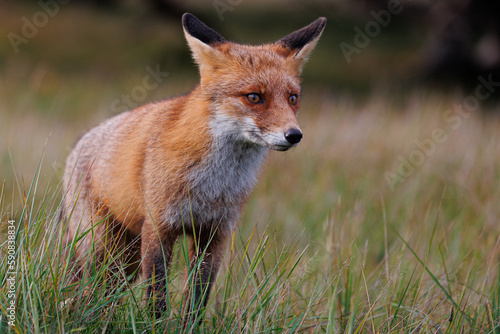 Red fox in the wild © NatuurOmgevingArnhem
