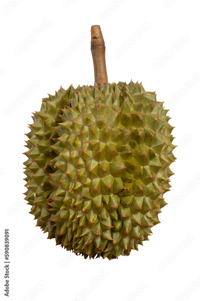 Chani Kai Durian is the most popular fruit in Thailand isolated on white background included clipping path. Chani Kai Durian is the most popular fruit in Thailand isolated on white background included clipping path.
