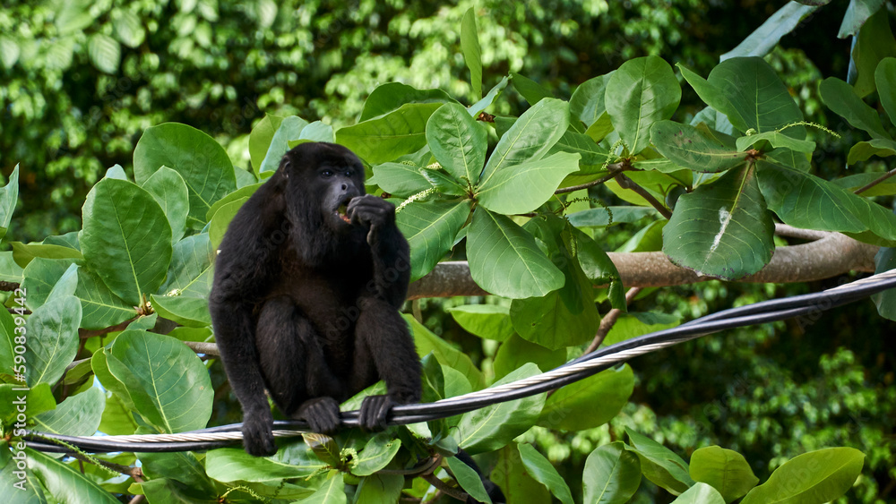 howler monkey relaxing on a power line howler monkey relaxing on a power line