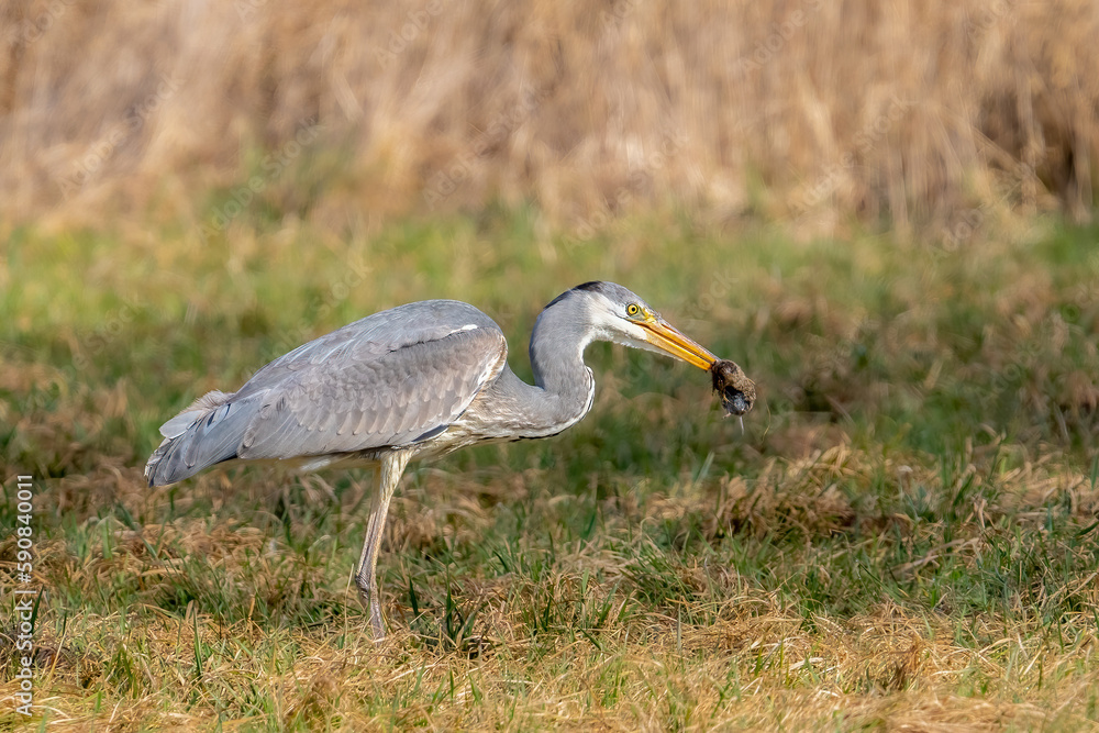 Obraz premium Der Graureiher (Ardea cinerea), auch Fischreiher genannt