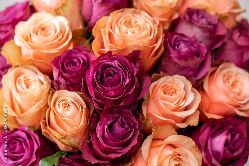 Fototapeta premium Peach and purple roses closeup