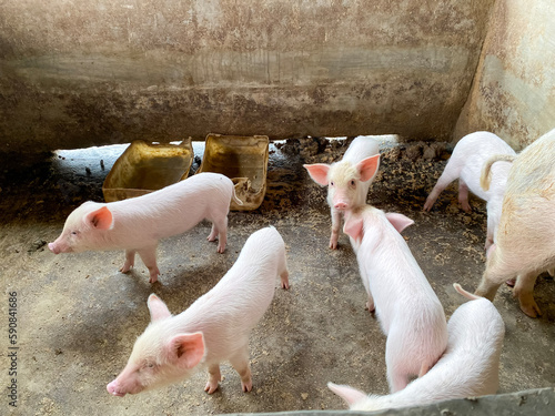 Pig Farming. Piglet. Cute Animal