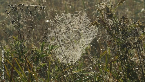 Spider web in the sun in meadow at dawn