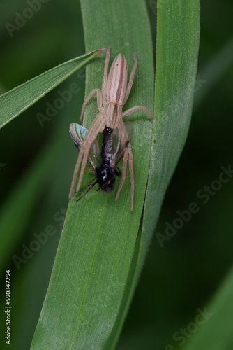 Araignée philodrome (Tibellus sp) tenant sa proie, une mouche bibion sur un brin d'herbe photo