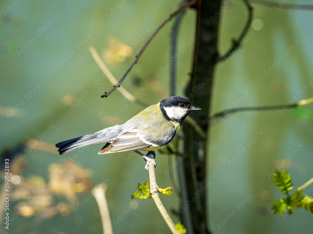 Obraz premium Mésange charbonnière.