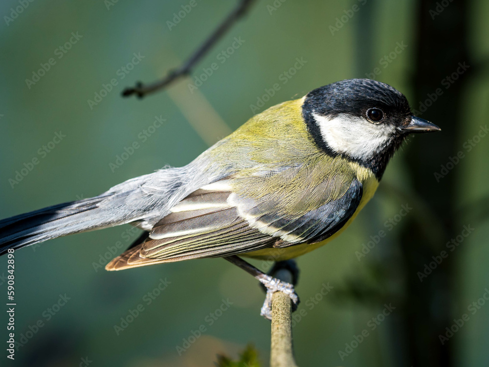 Fototapeta premium Mésange charbonnière.