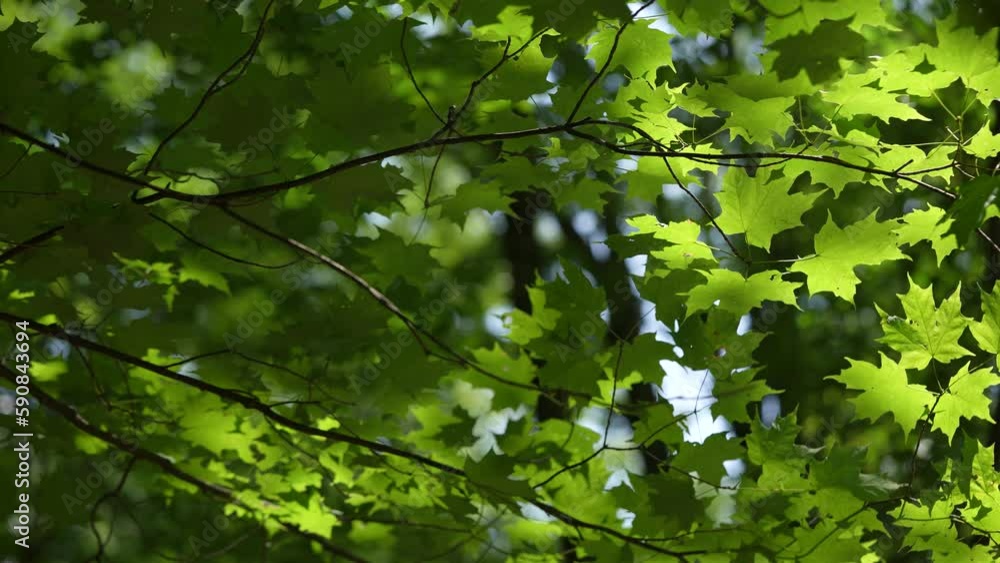 Backlit branches and leaves in summer Backlit branches and leaves in summer