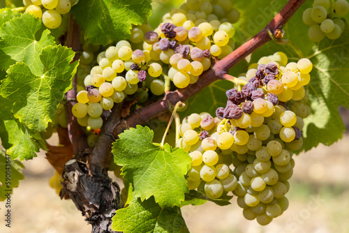 Typical grapes with botrytis cinerea for sweet wines, Sauternes, Bordeaux, Aquitaine, France photo