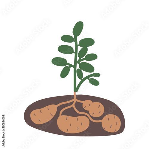Potato Plant With Lush Green Leaves, Sturdy Stem and Ripe Tubers in Soil. Image Showcases Agriculture