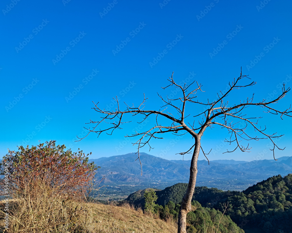 tree in the mountains tree in the mountains