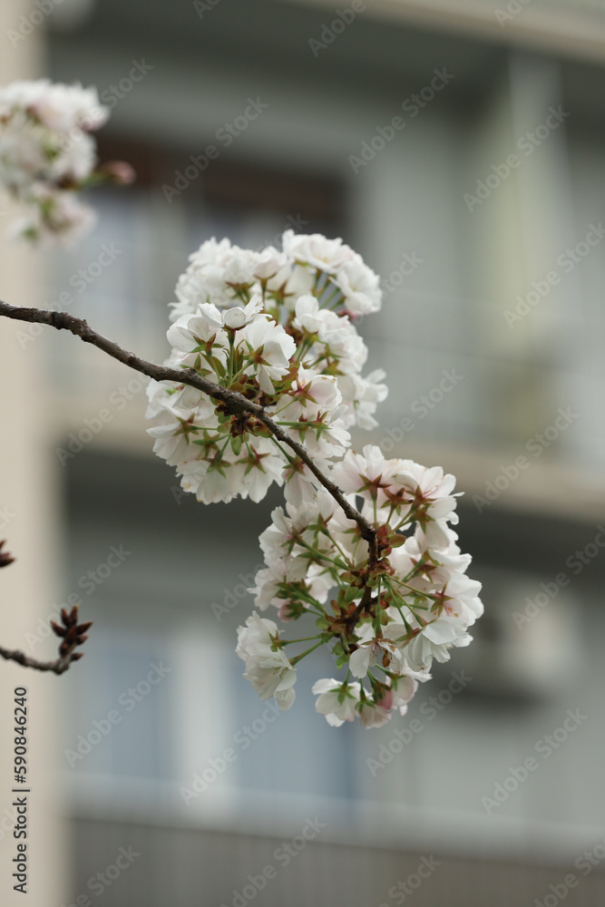 Fototapeta premium Apple tree blossom