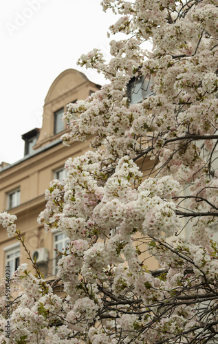 Apple tree blossom in Belgrade 
