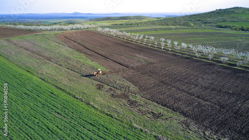 Top view from a drone of a blooming cherry orchard, trees planted in parallel and well-groomed. Agriculture