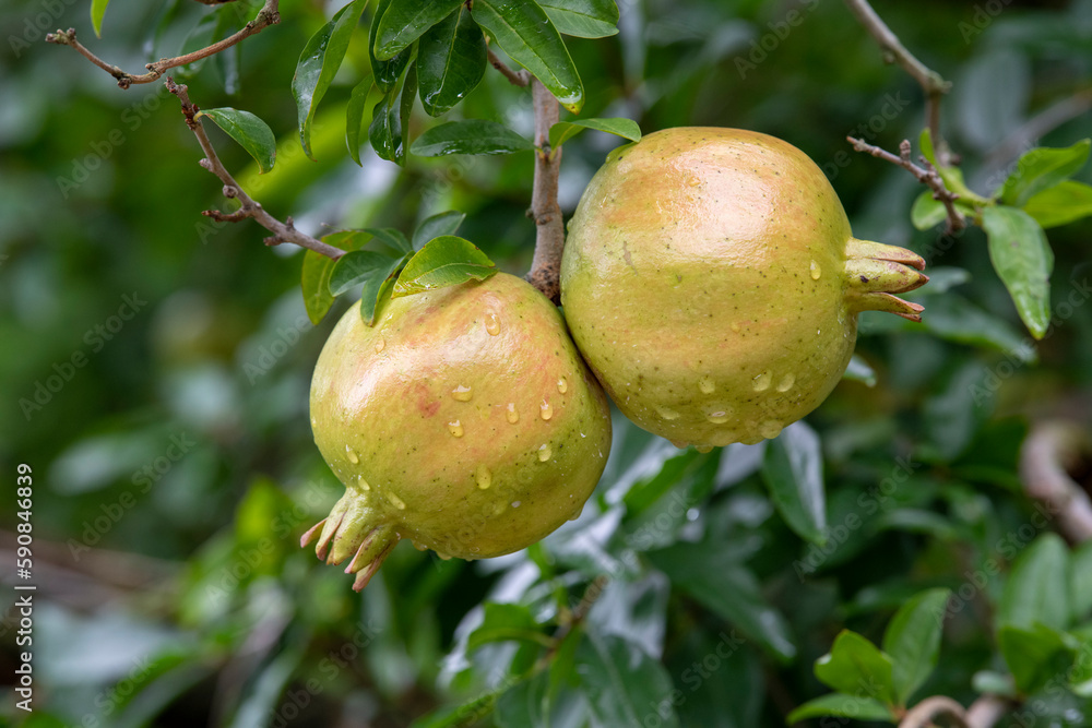 Obraz premium Mature pomegranate fruit