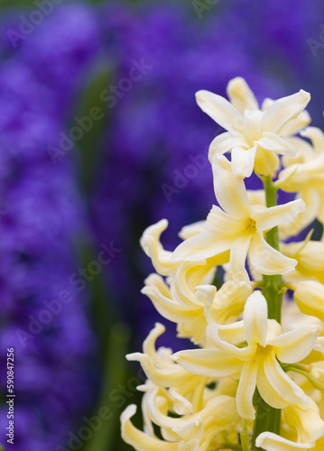 Blooming yellow and purple hyacinth flowers  macro close up shot