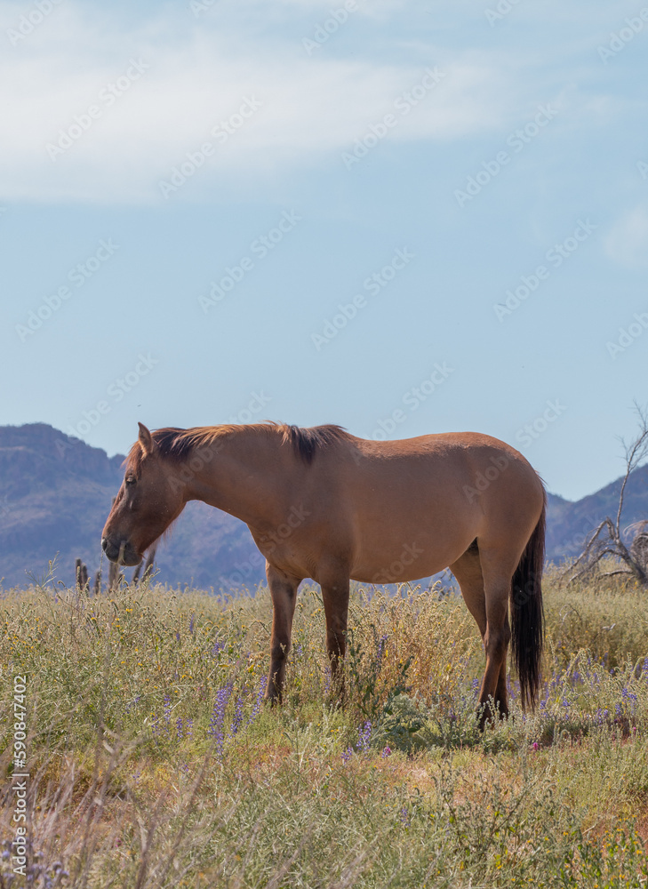 Wild Horse in Spring Near the Salt River in the Arizona Desert Wild Horse in Spring Near the Salt River in the Arizona Desert