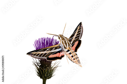  White-lined Sphinx Moth (Hiles lineata) Feeding on Mojave Thistle (Cirsium mohavense), in Flight on a Transparent Background photo