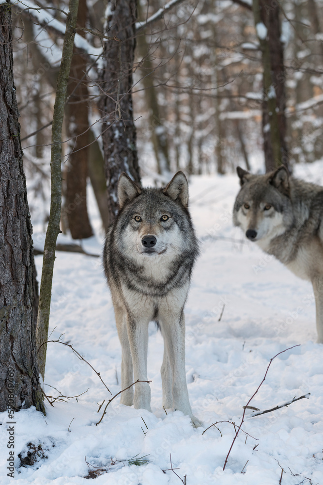 Gray wolves (also known as Timber wolves or grey wolves) in the snow surrounded by trees Gray wolves (also known as Timber wolves or grey wolves) in the snow surrounded by trees