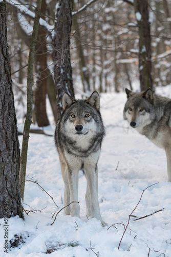 Gray wolves (also known as Timber wolves or grey wolves) in the snow surrounded by trees