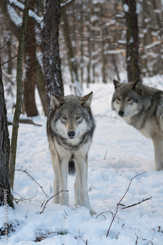 Gray wolves (also known as Timber wolves or grey wolves) in the snow surrounded by trees