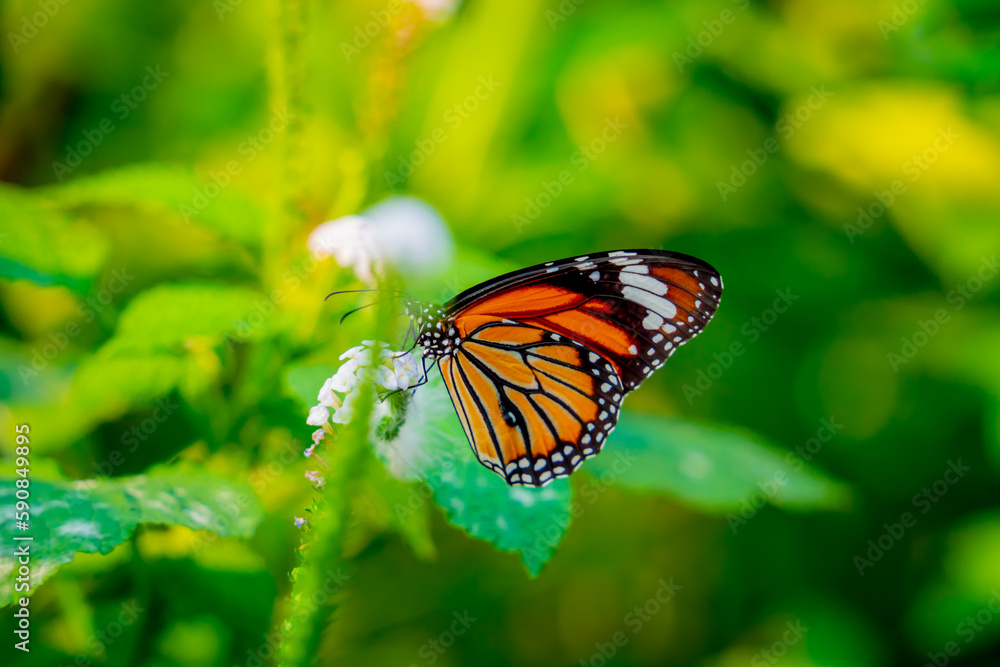 Image of a butterfly on the flower with blurry background. Image of a butterfly on the flower with blurry background.