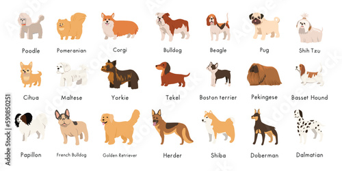 Cute dogs, puppies of different breeds set. Canine animals, diverse big and little doggies. Poodle, dachshund, dalmatian and jack russell terrier. Flat vector illustration isolated on white background