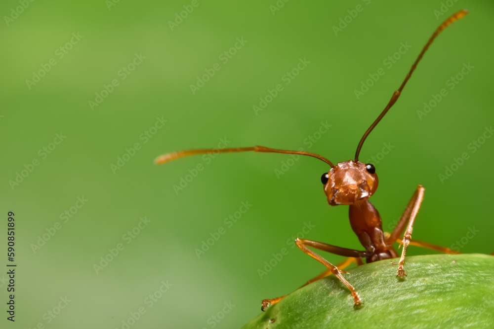 red ant on green leaf red ant on green leaf