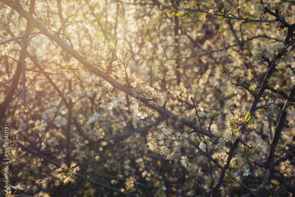Tree in bloom. Spring is in the air. Spring in the countryside. Park in bloom in May or April. Spring in a park. Close-up. Early spring Tree in bloom. Spring is in the air. Spring in the countryside. Park in bloom in May or April. Spring in a park. Close-up. Early spring