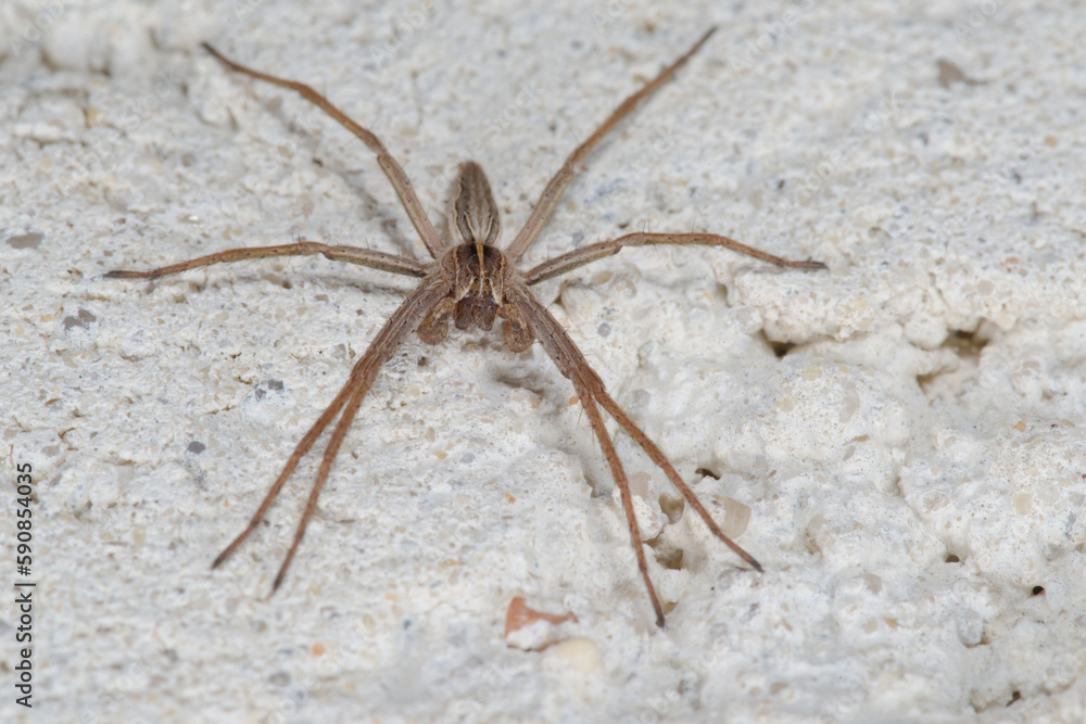 Un mâle de l'araignée Pisaure admirable (Pisaura mirabilis) se promenant de nuit sur un mur 