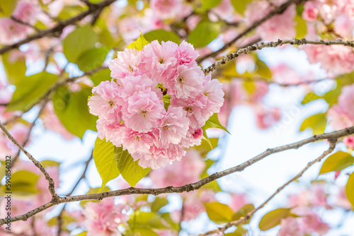 春の美しい八重桜