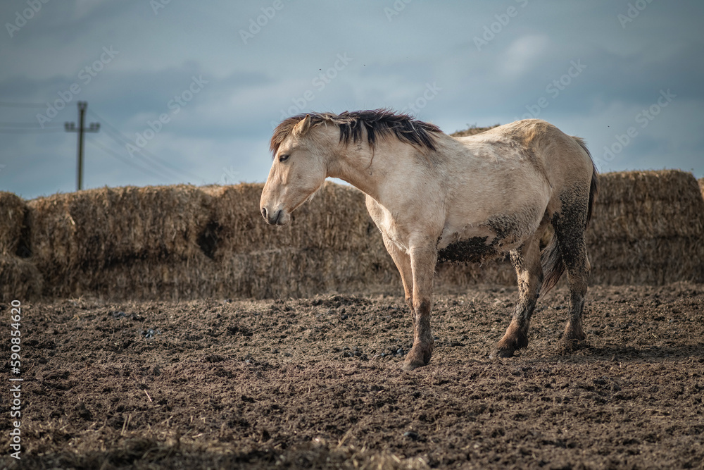 Obraz premium Beautiful thoroughbred horses in the spring on a farm in a paddock.