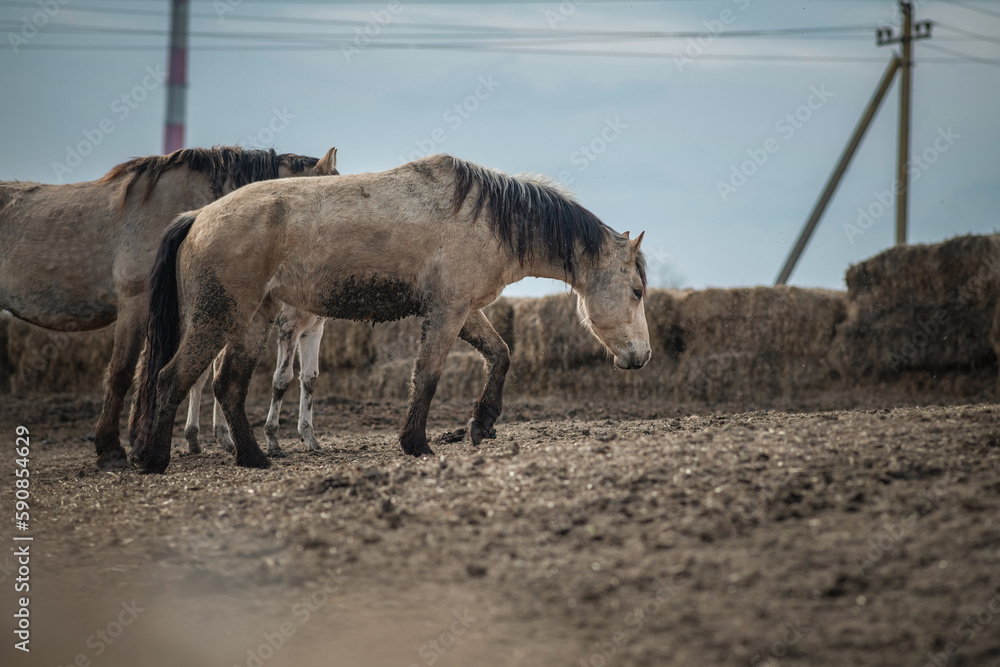 Beautiful thoroughbred horses in the spring on a farm in a paddock. Beautiful thoroughbred horses in the spring on a farm in a paddock.