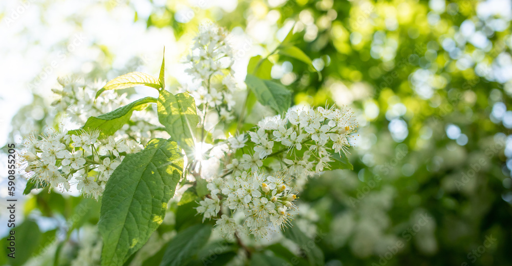White blossoming bird cherry tree branche with rays of sun breaking through the foliage close up.