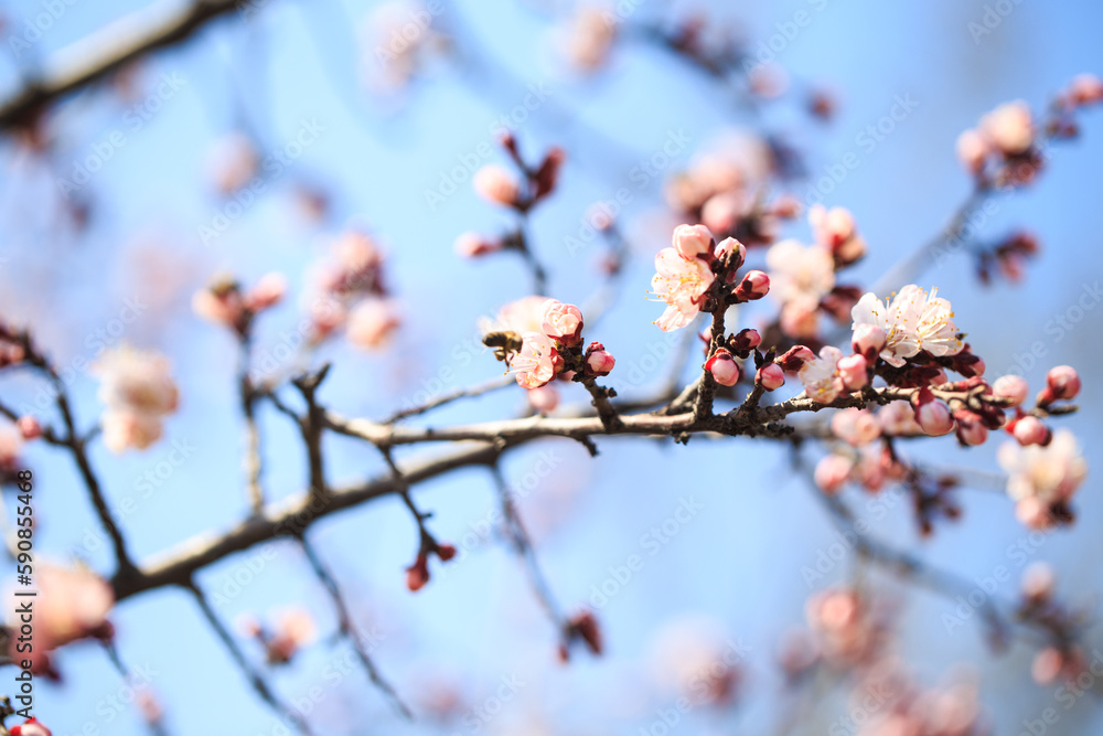Blossom tree over nature background. spring flowers. spring background. Blurred concept. Natural background. Apricot flowers Blossom tree over nature background. spring flowers. spring background. Blurred concept. Natural background. Apricot flowers