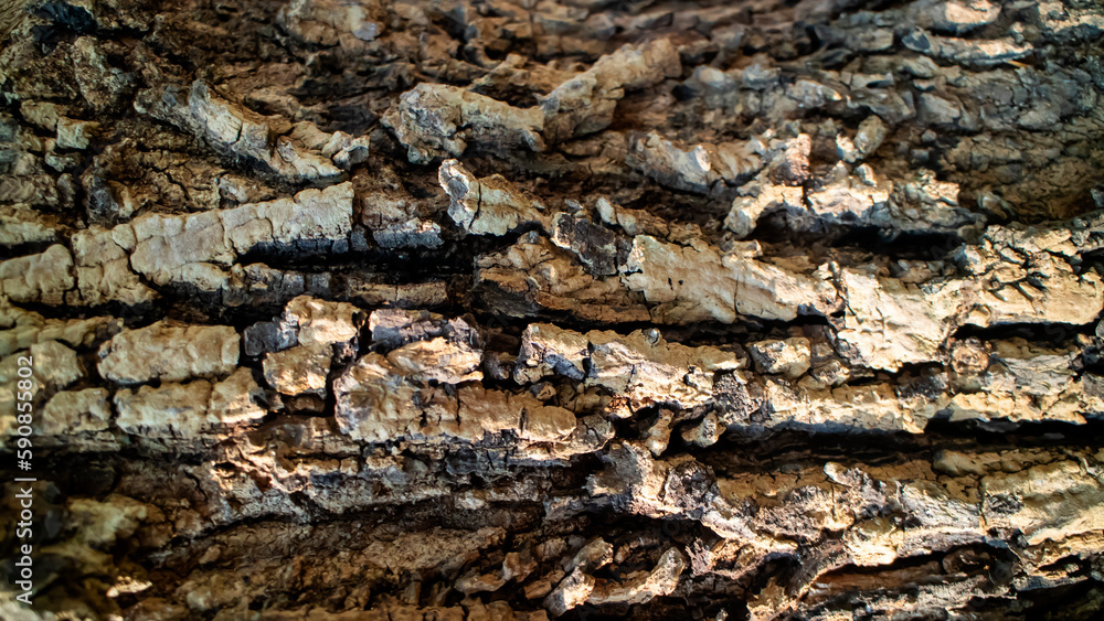 bark of a tree texture bark of a tree texture