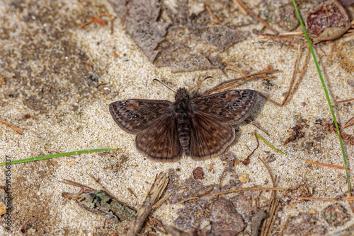Small butterfly called a Sleepy duskywing photo