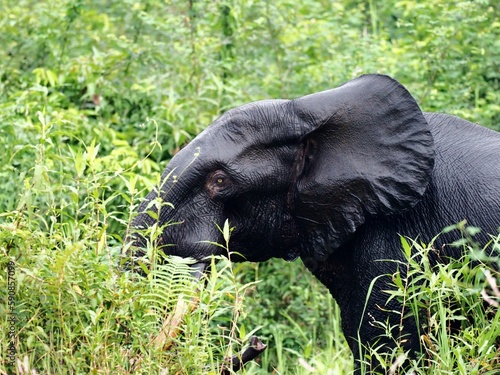 Canvas Print Forest elephant after a bath in Loango National Park, Gabon