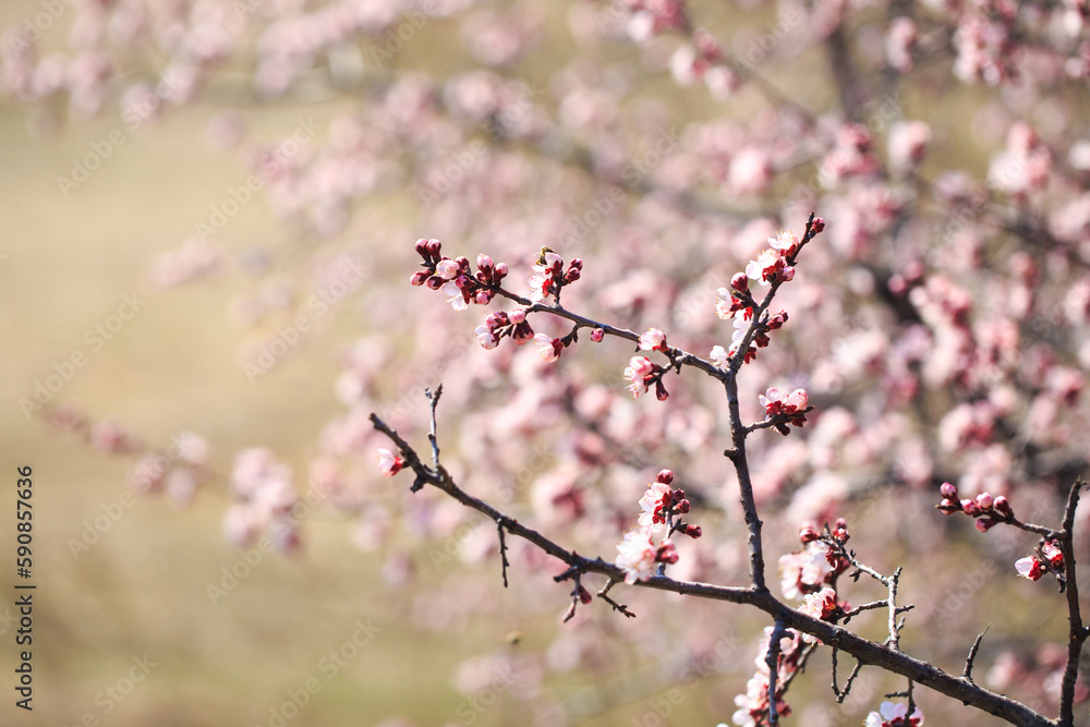 Obraz premium Blossom tree over nature background. spring flowers. spring background. Blurred concept. Natural background. Apricot flowers