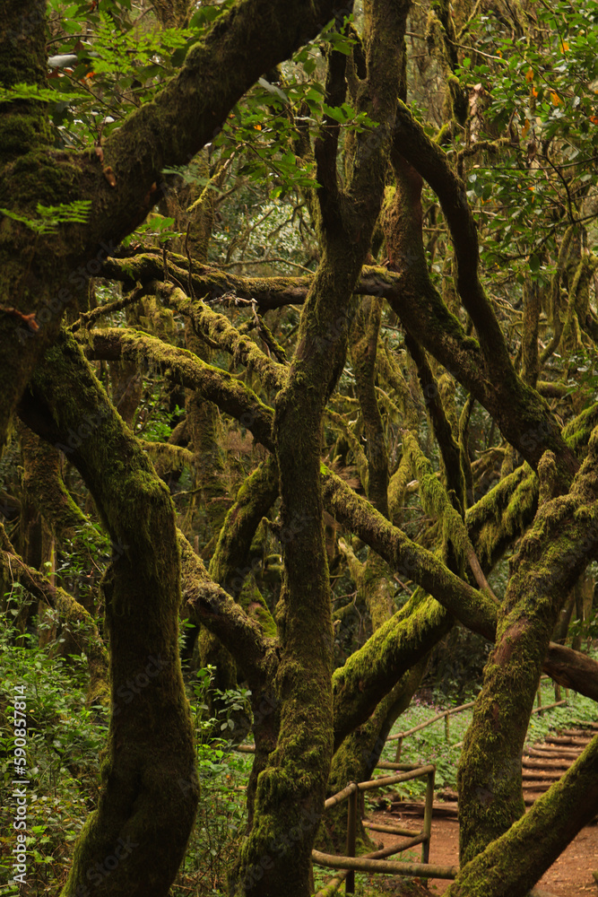 Sometimes the trunks of the trees become intricately tangled in the forest of the Garajonay National Park