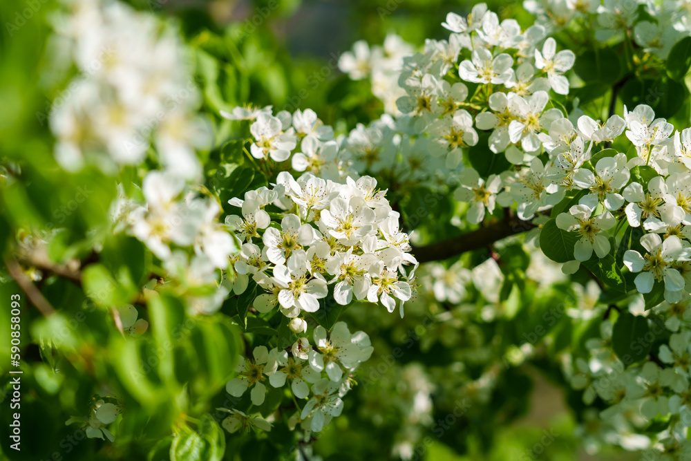 Blooming orchard with white flowers of fruit pear tree Blooming orchard with white flowers of fruit pear tree