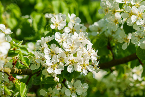 Apple white blossom on a blooming garden tree